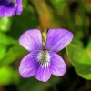 Beautiful Common Blue Violet Flower Diamond Painting