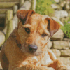 Beige Patterdale Terrier Diamond Painting