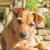 Beige Patterdale Terrier Diamond Painting