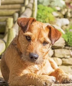 Beige Patterdale Terrier Diamond Painting