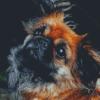 Black And Brown Pekingese Diamond Painting