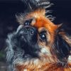 Black And Brown Pekingese Diamond Painting