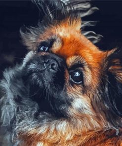 Black And Brown Pekingese Diamond Painting