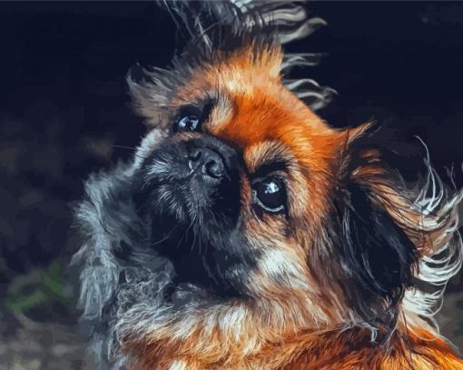 Black And Brown Pekingese Diamond Painting