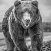 Black And White Bear Wildlife Animal Diamond Painting