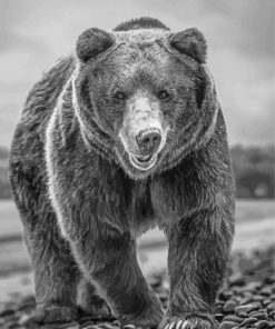 Black And White Bear Wildlife Animal Diamond Painting