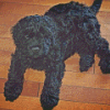 Black Cockapoo Dog Diamond Painting