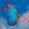 Blue Butterfly Diamond Painting