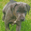 Blue Lacy Dog Diamond Painting