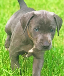 Blue Lacy Dog Diamond Painting