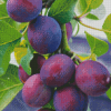 Common Plum Tree Diamond Painting