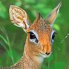 Damara Dik Dik Animal Diamond Painting