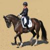 Dressage Horse Diamond Painting