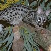 Genet On Tree Branch Diamond Painting