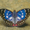 Great Purple Emperor Diamond Painting