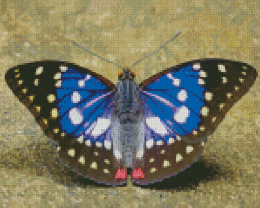 Great Purple Emperor Diamond Painting