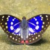 Great Purple Emperor Diamond Painting