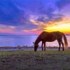 Horse In Assateague Island Sunset Scene Diamond Painting