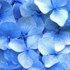 Pastel Blue Flowers Diamond Painting