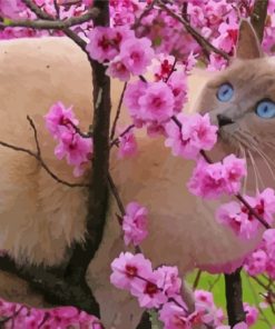 Ragdoll Cat In Cherry Tree Diamond Painting