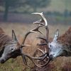 Rutting Red Deer Fighting Diamond Painting