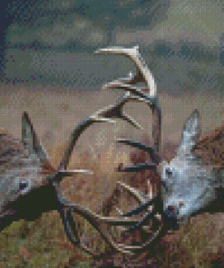 Rutting Red Deer Fighting Diamond Painting