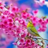 Spring Blossom And Bird Diamond Painting