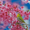 Spring Blossom And Bird Diamond Painting