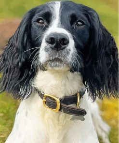 Springer Spaniel Diamond Painting