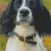 Springer Spaniel Diamond Painting