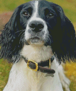 Springer Spaniel Diamond Painting