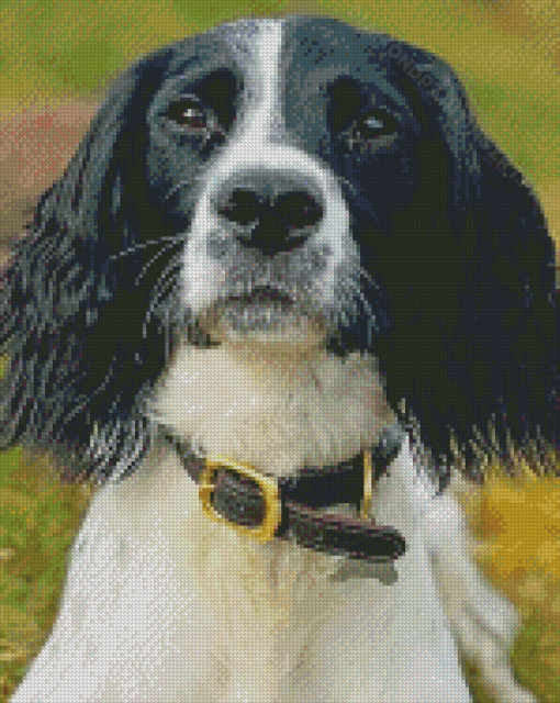 Springer Spaniel Diamond Painting