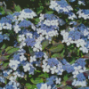 The Bluebird Hydrangeas Diamond Painting