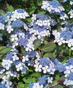 The Bluebird Hydrangeas Diamond Painting