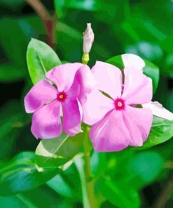 Two Periwinkle Flowers Diamond Painting