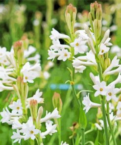 White Tuberose Flowers Diamond Painting