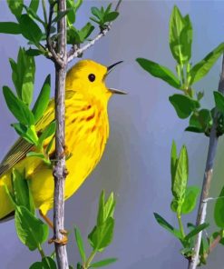 Yellow Warbler Bird Singing Diamond Painting