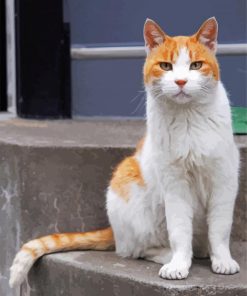 Adorable Orange And White Cat Diamond Painting