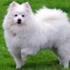 Aesthetic American Eskimo Diamond Painting