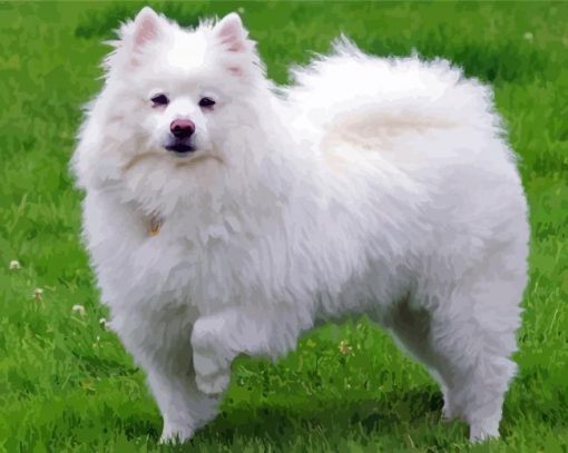 Aesthetic American Eskimo Diamond Painting