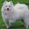 Aesthetic American Eskimo Diamond Painting