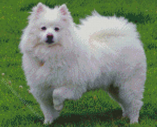 Aesthetic American Eskimo Diamond Painting