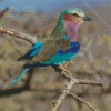 Lilac Breasted Roller Diamond Painting