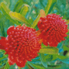 Aesthetic Waratah Diamond Painting