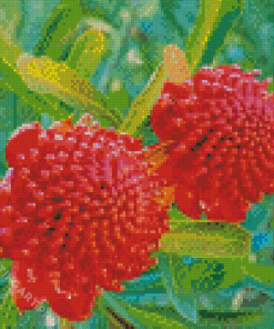 Aesthetic Waratah Diamond Painting