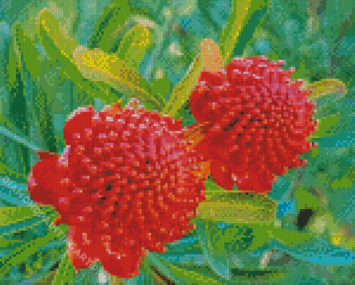 Aesthetic Waratah Diamond Painting