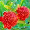 Aesthetic Waratah Diamond Painting