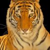 Aesthetic Bengal Tiger Diamond Painting