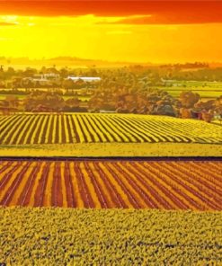 Barossa Valley Vienyards At Sunset Diamond Painting