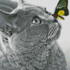 Black And White Cat With Butterfly On Nose Diamond Painting